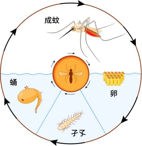 爱国卫生运动 清清清！大家齐动手别再“养”蚊为患！(图2)