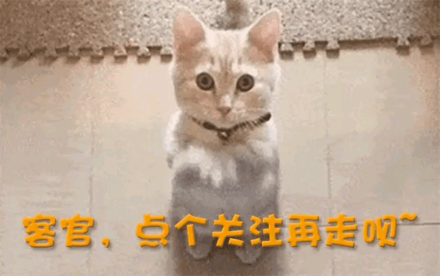 莎头组合双双因伤退赛这一次樊振东和陈梦的举动终于有人懂了(图17)